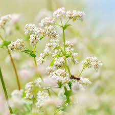Buckwheat
